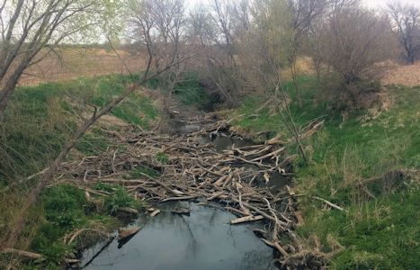 3.17 cfs at Sappa Creek near Lyle, KS on Apr. 23, 2015. Photo by Andrew Clark, USGS.